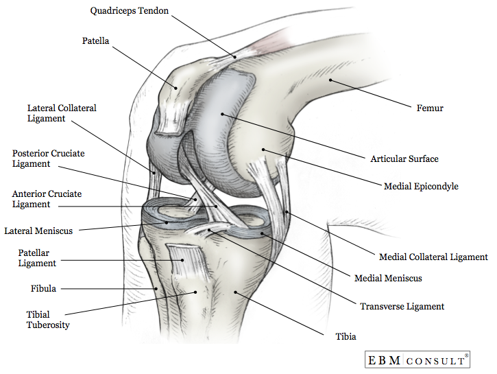 Posterior Sag Sign Physical Exam